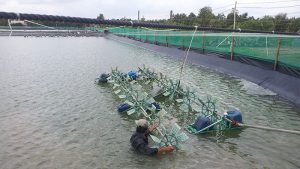 Máy thổi khí để tăng hàm lượng ôxi trong nuôi trồng thủy hải sản