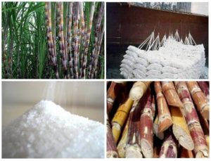 Sản xuất đường mía sử dụng ứng dụng chân không