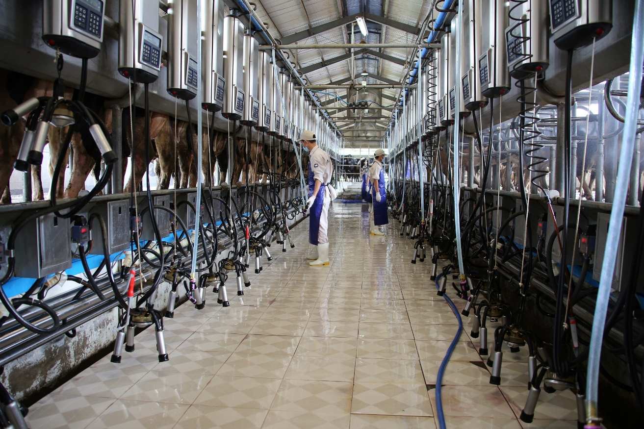 Hệ thống vắt sữa bò tại một trang trại bò sữa