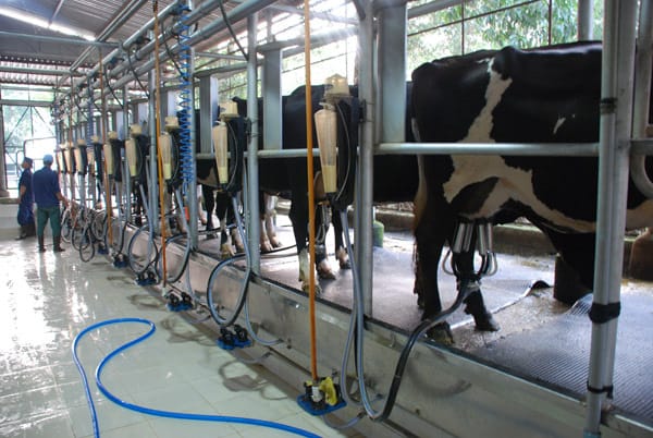 Ứng dụng hệ thống bơm chân không vắt sữa bò