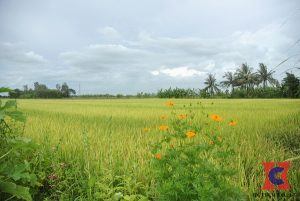 Đổi 1ha bằng bao nhiêu m2